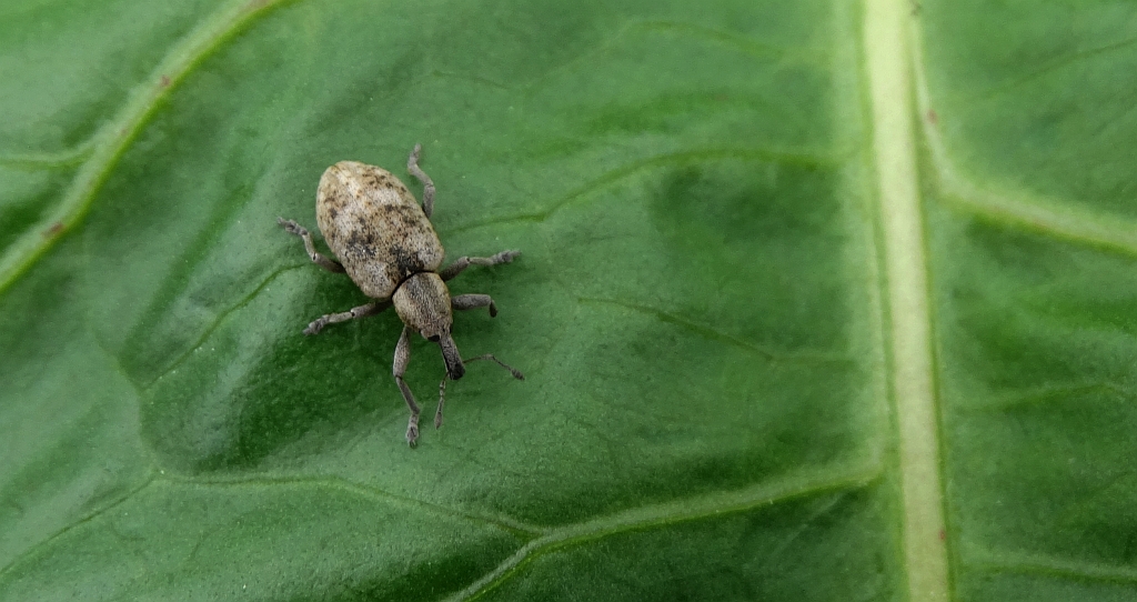 Ryjkowiec - Hypera rumicis (być może)