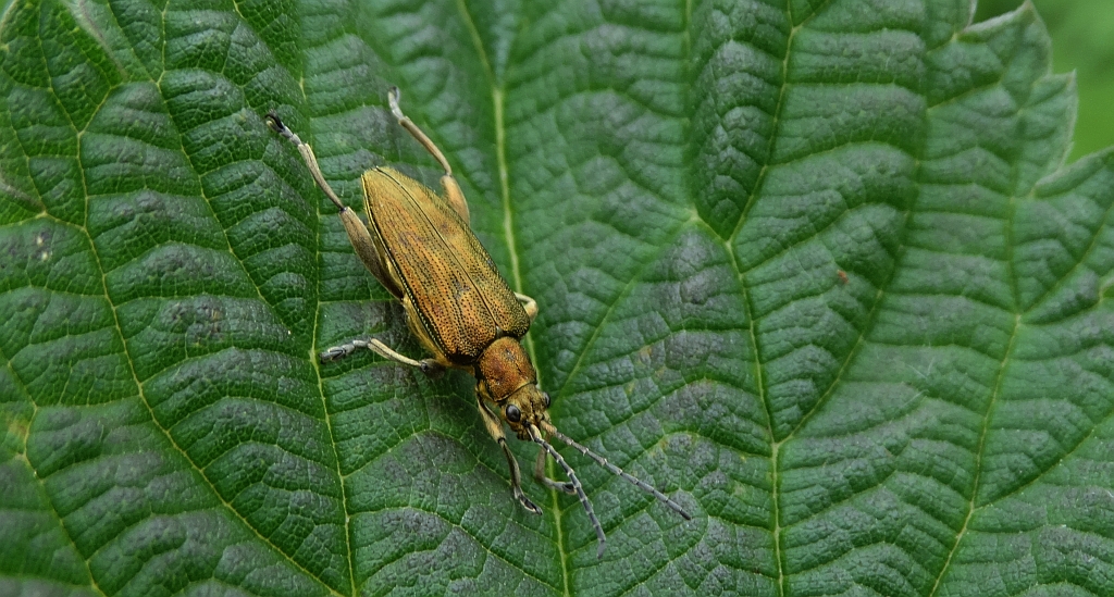 Rzęsielnica (Donacia sp.)