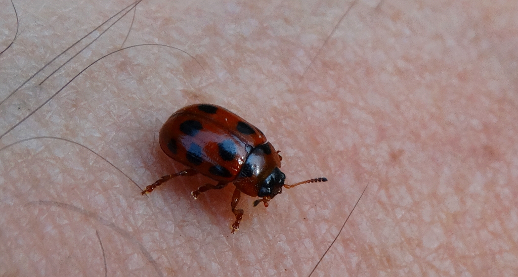 Szubarga dziesięciokropka (Gonioctena decemnotata)