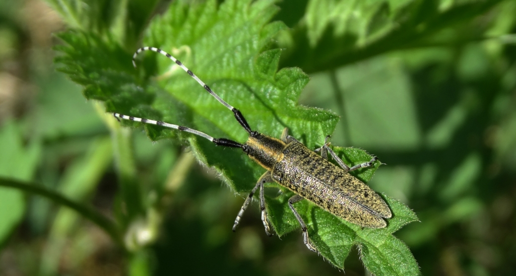 Zgrzytnica zielonkawowłosa (Agapanthia villosoviridescens)