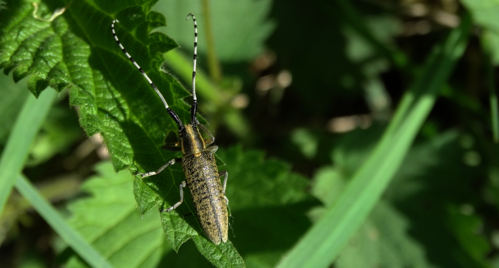 Zgrzytnica zielonkawowłosa (Agapanthia villosoviridescens)