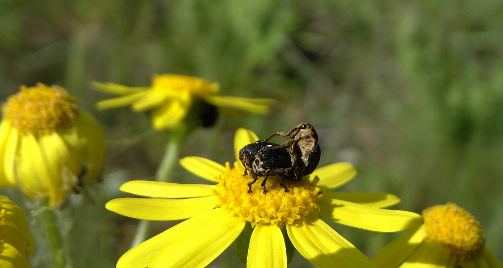Ryjkowce - Nanaphyes sp.