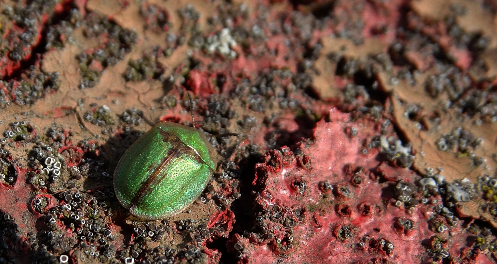 Tarczyk - Cassida pannonica