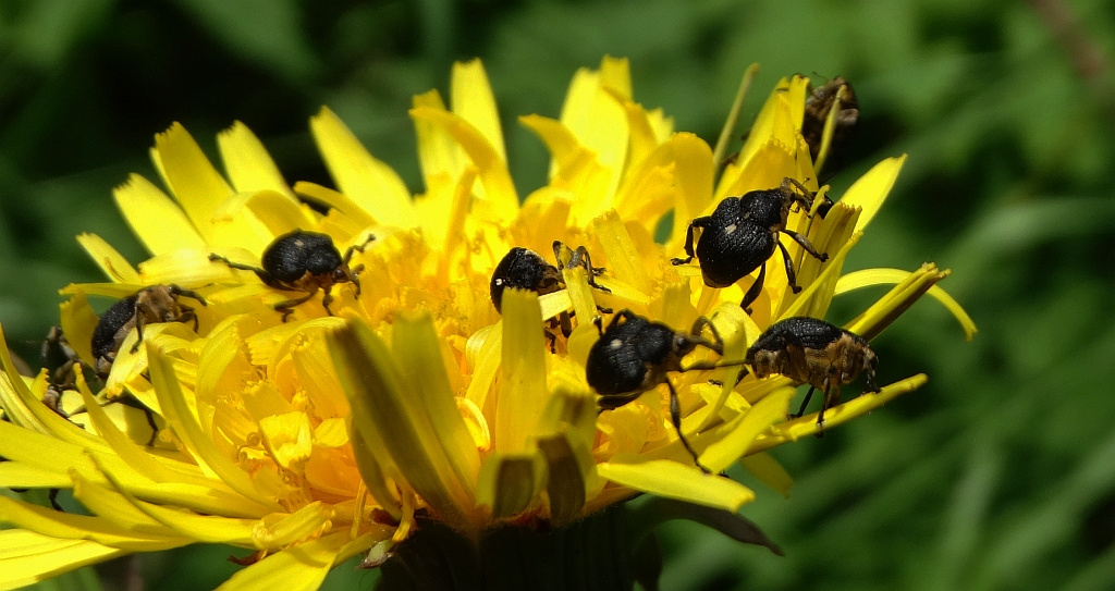 Ryjkowce - Nanaphyes sp.