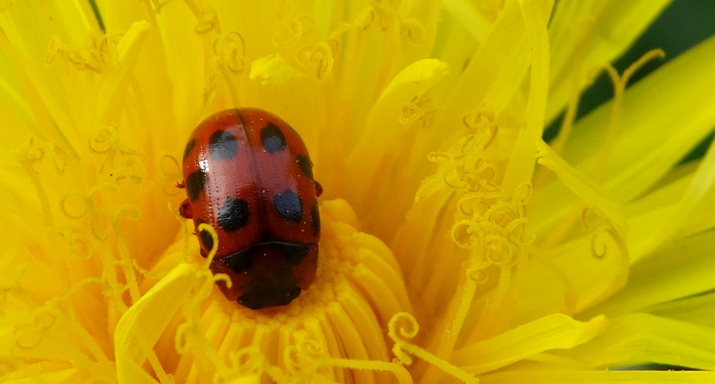 Szubarga dziesięciokropka (Gonioctena decemnotata)
