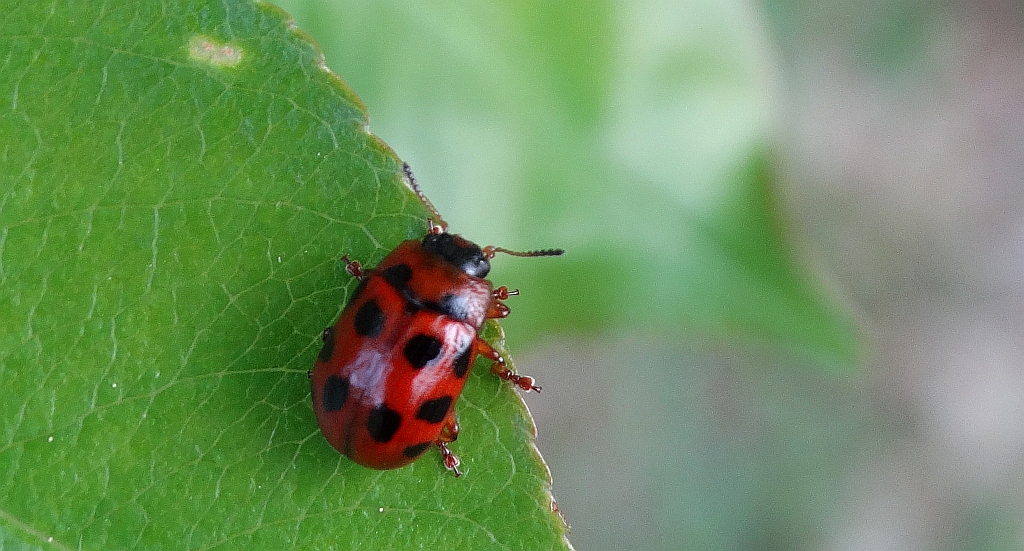 Szubarga dziesięciokropka (Gonioctena decemnotata)