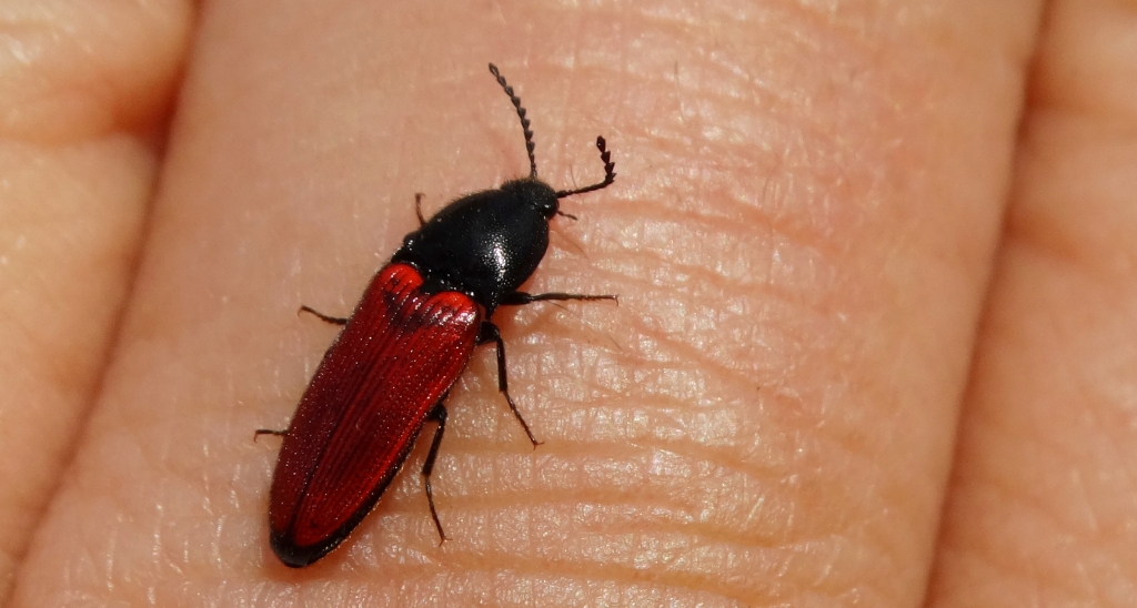 Sprężyk - Ampedus pomonae