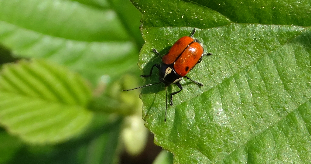 Cryptocephalus octopunctatus