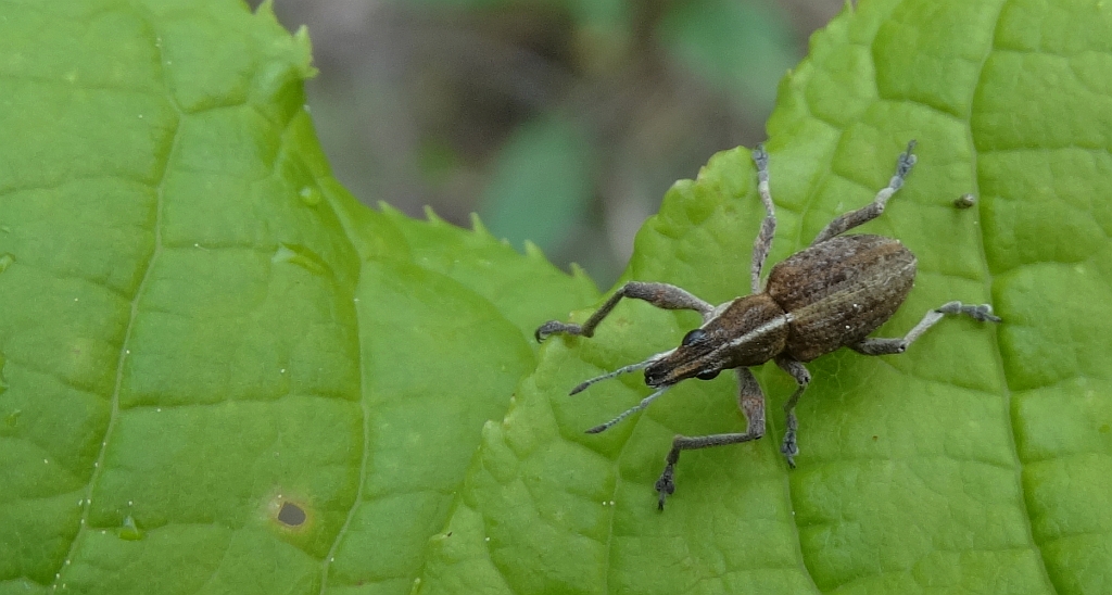 Oprzędzik szary (Sitona gressorius)
