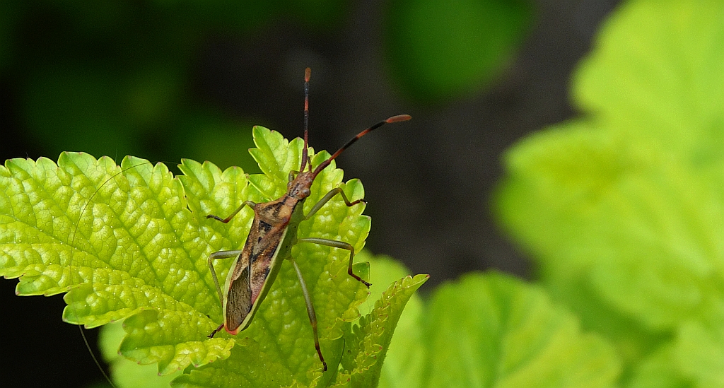 Wtyk jałowcowiec (Gonocerus juniperi)