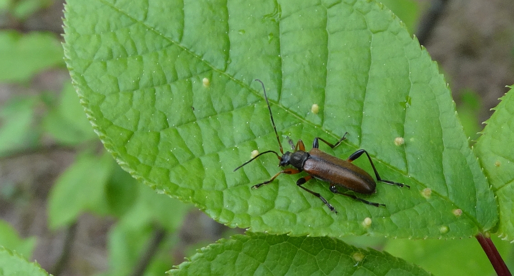 Wiecheć próchnowy, wiecheć płowy (Alosterna tabacicolor)