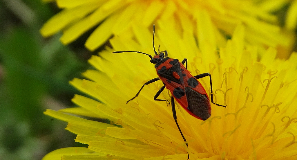Glinik lulkarz (Corizus hyoscyami)