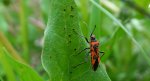 Glinik lulkarz (Corizus hyoscyami)