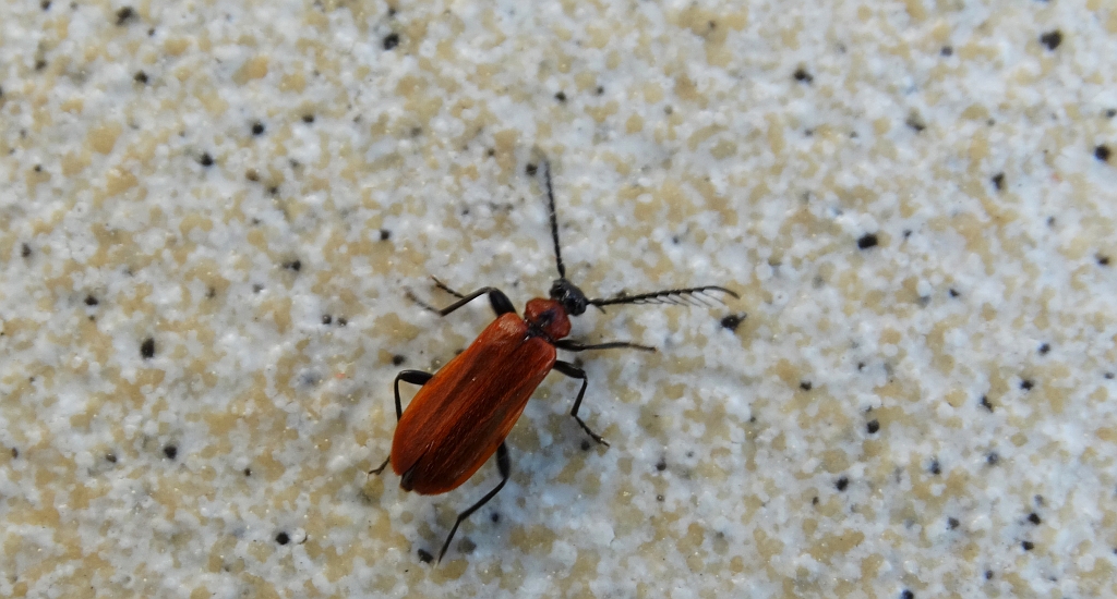 Ogniczek grzebykoczułki (Schizotus pectinicornis)