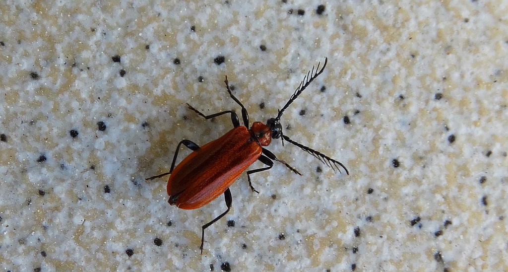 Ogniczek grzebykoczułki (Schizotus pectinicornis)
