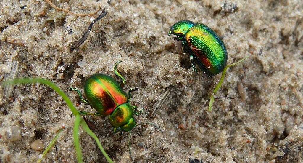 Złotka jasnotowa (Chrysolina fastuosa)