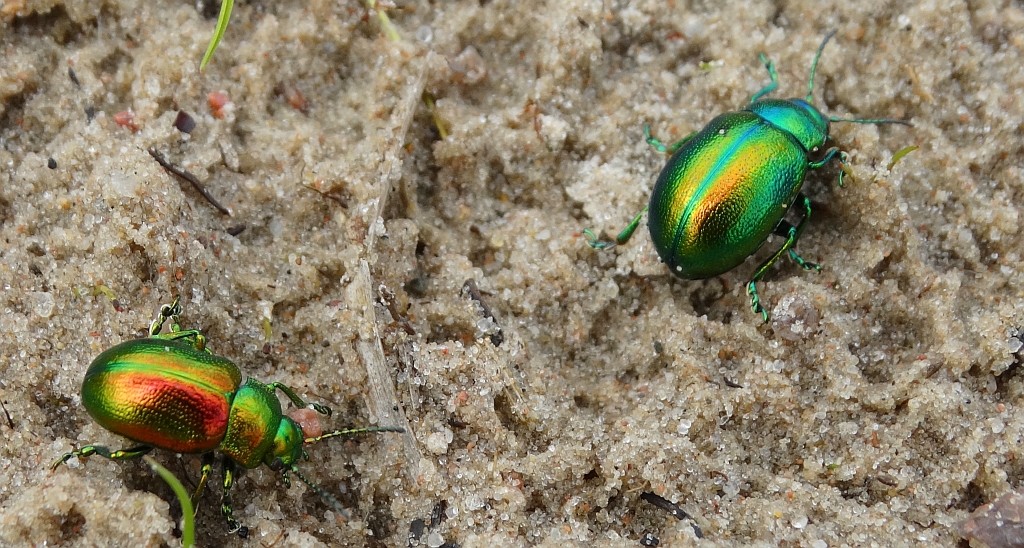 Złotka jasnotowa (Chrysolina fastuosa)