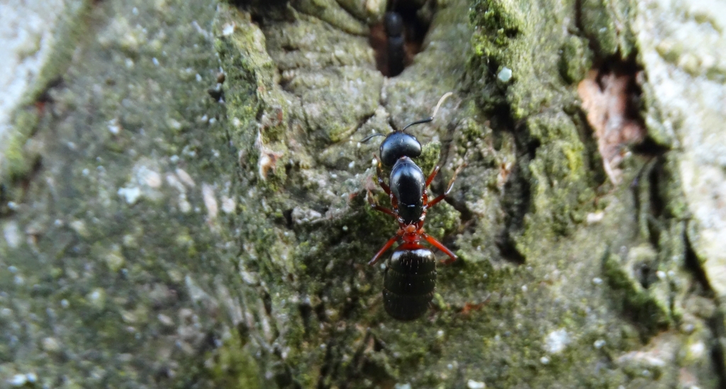 Gmachówka cieśla, gmachówka koniczek (Camponotus herculeanus)