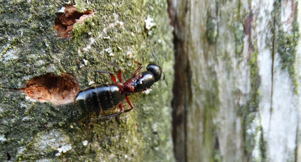 Gmachówka cieśla, gmachówka koniczek (Camponotus herculeanus)