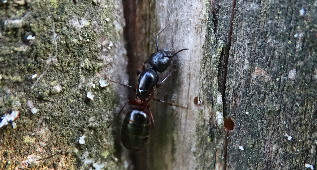 Gmachówka cieśla, gmachówka koniczek (Camponotus herculeanus)