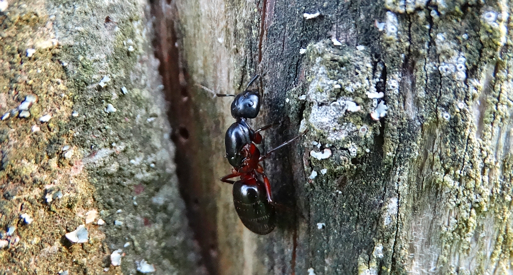 Gmachówka cieśla, gmachówka koniczek (Camponotus herculeanus)