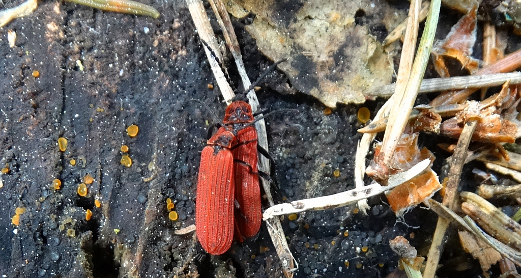 Karmazynek - Dictyoptera aurora