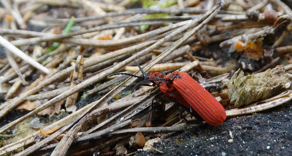 Niedziób czerwony (Dictyoptera aurora)
