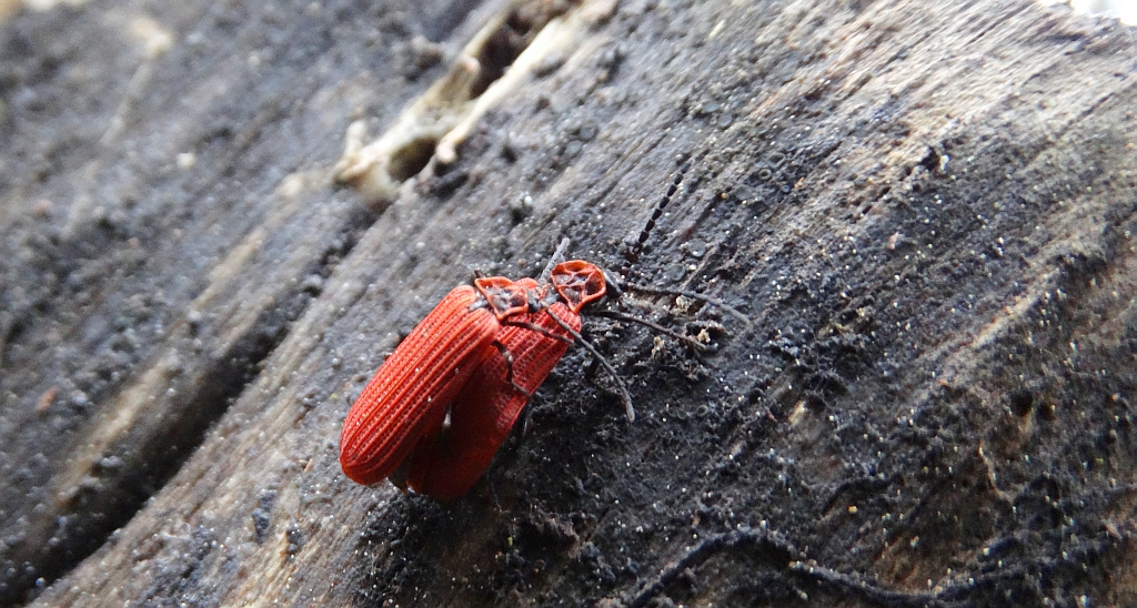 Niedziób czerwony (Dictyoptera aurora)