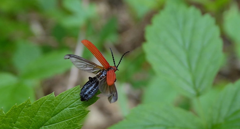 Niedziób czerwony (Dictyoptera aurora)