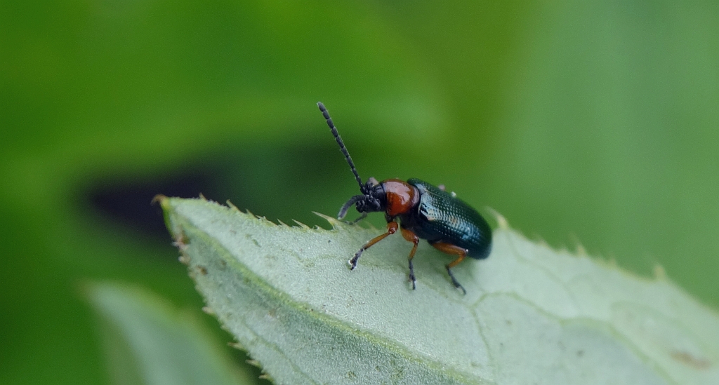 Gastrophysa polygoni