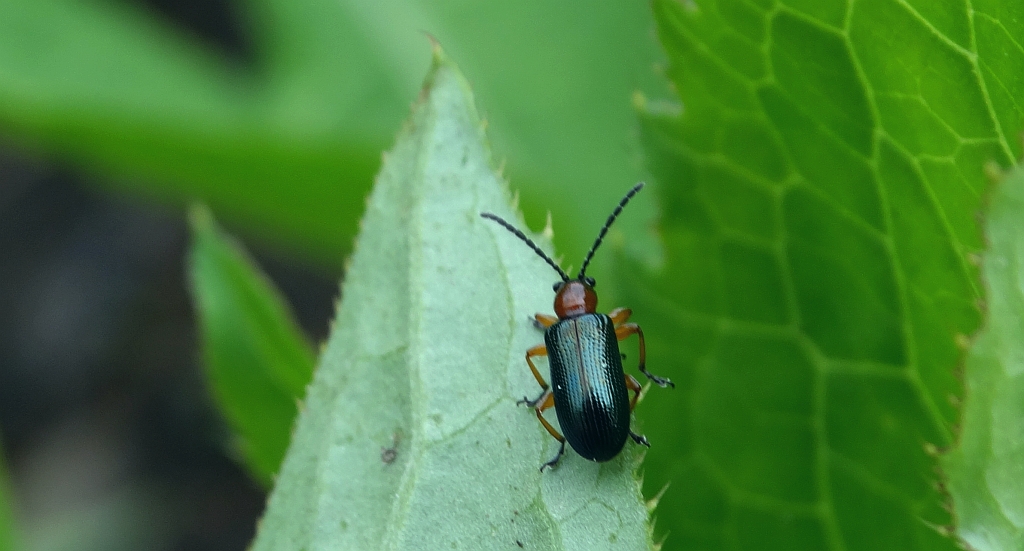 Gastrophysa polygoni