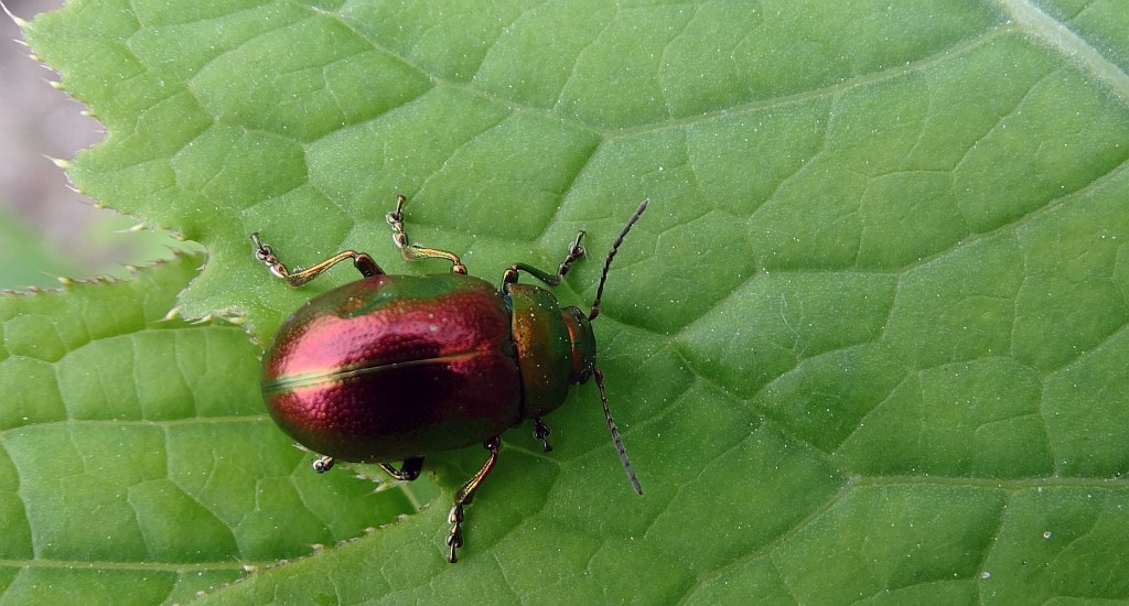 Złotka jasnotowa (Chrysolina fastuosa)