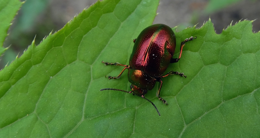 Złotka jasnotowa (Chrysolina fastuosa)