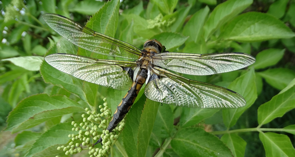 Lecicha białoznaczna (Orthetrum albistylum)