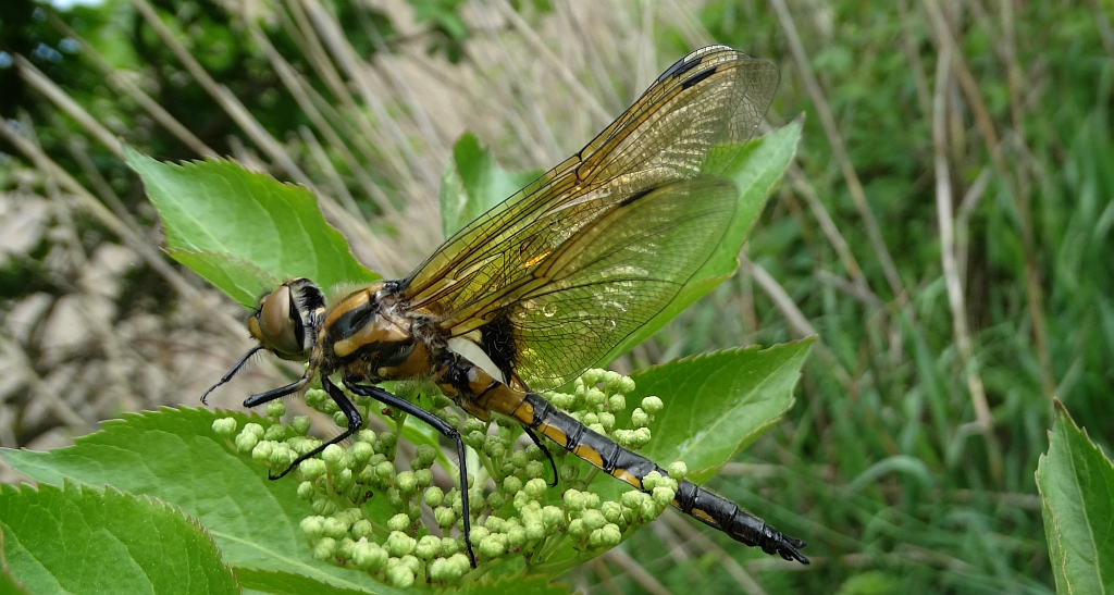 Lecicha białoznaczna (Orthetrum albistylum)