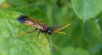 Pilarz polny (Tenthredo campestris)