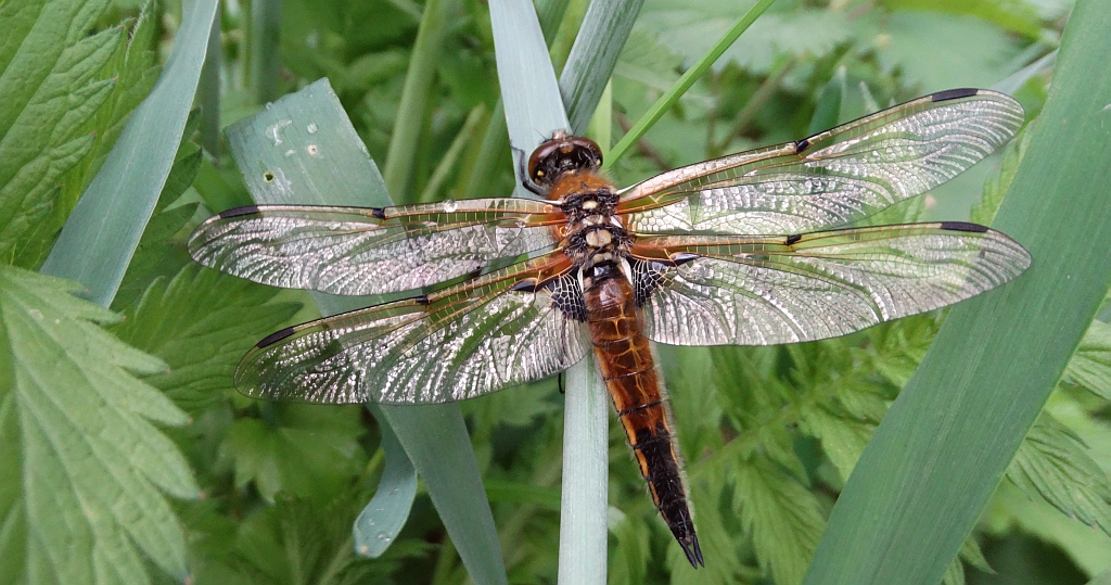 Ważka czteroplama (Libellula quadrimaculata)