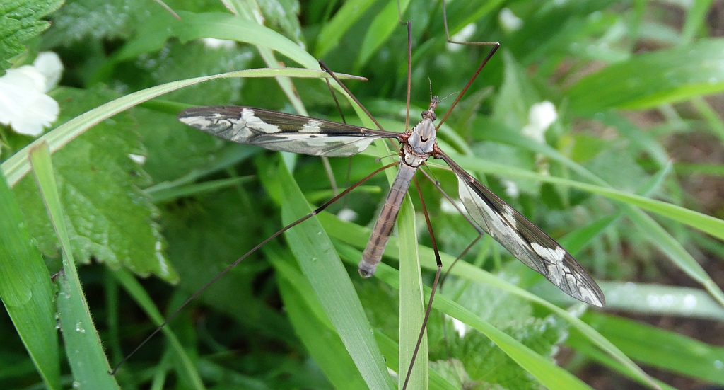 Koziułka wielka (Tipula maxima)