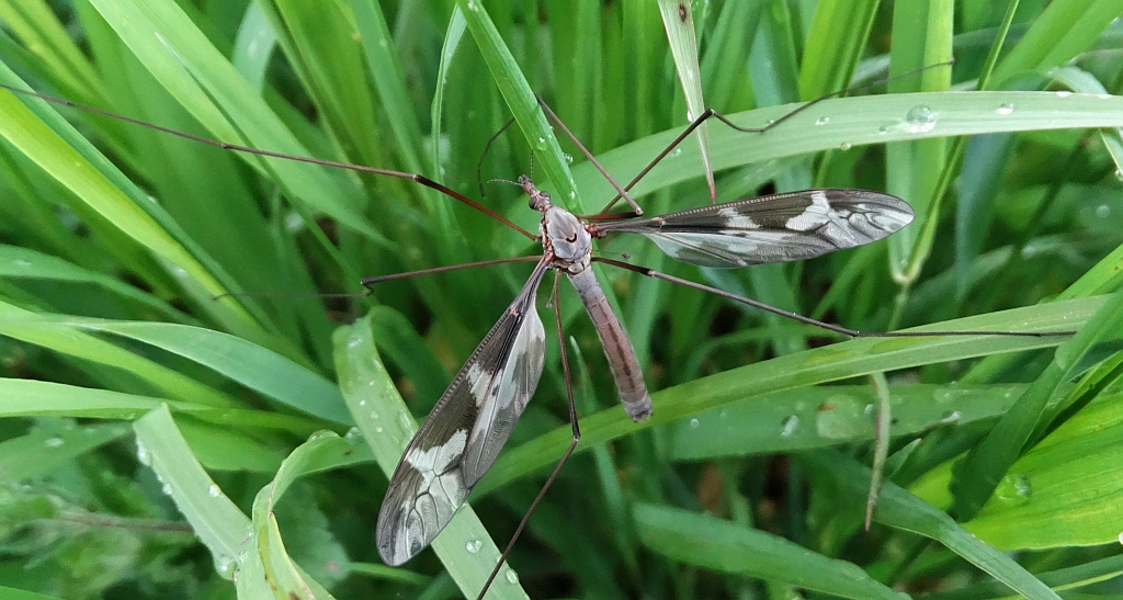 Koziułka wielka (Tipula maxima)