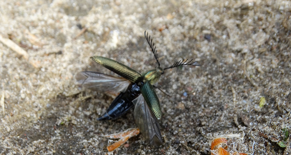 Zaciosek grzebykoczułki (Ctenicera pectinicornis)