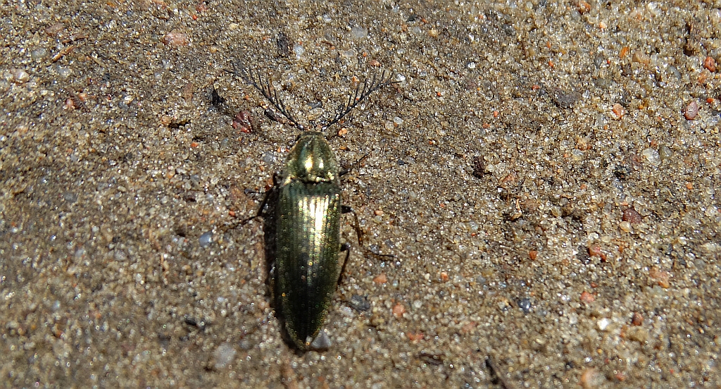 Zaciosek grzebykoczułki (Ctenicera pectinicornis)