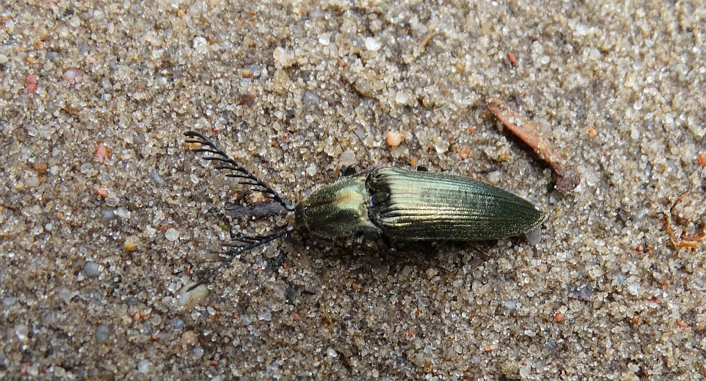 Zaciosek grzebykoczułki (Ctenicera pectinicornis)