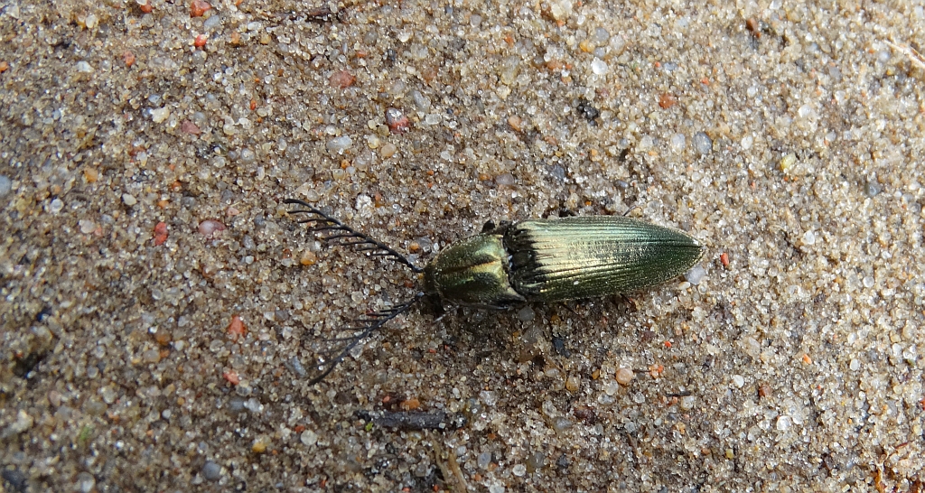 Zaciosek grzebykoczułki (Ctenicera pectinicornis)