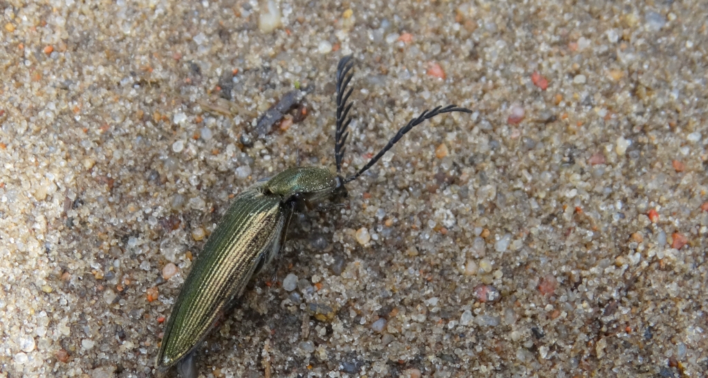 Zaciosek grzebykoczułki (Ctenicera pectinicornis)