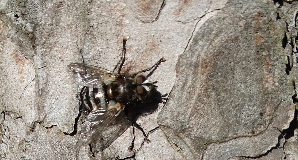 Rączyca (Panzeria puparum)