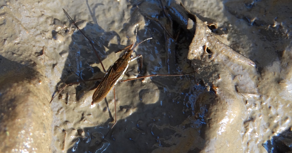 Nartnik duży (Gerris lacustris)