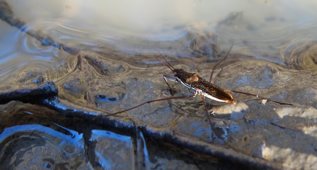 Nartnik duży (Gerris lacustris)