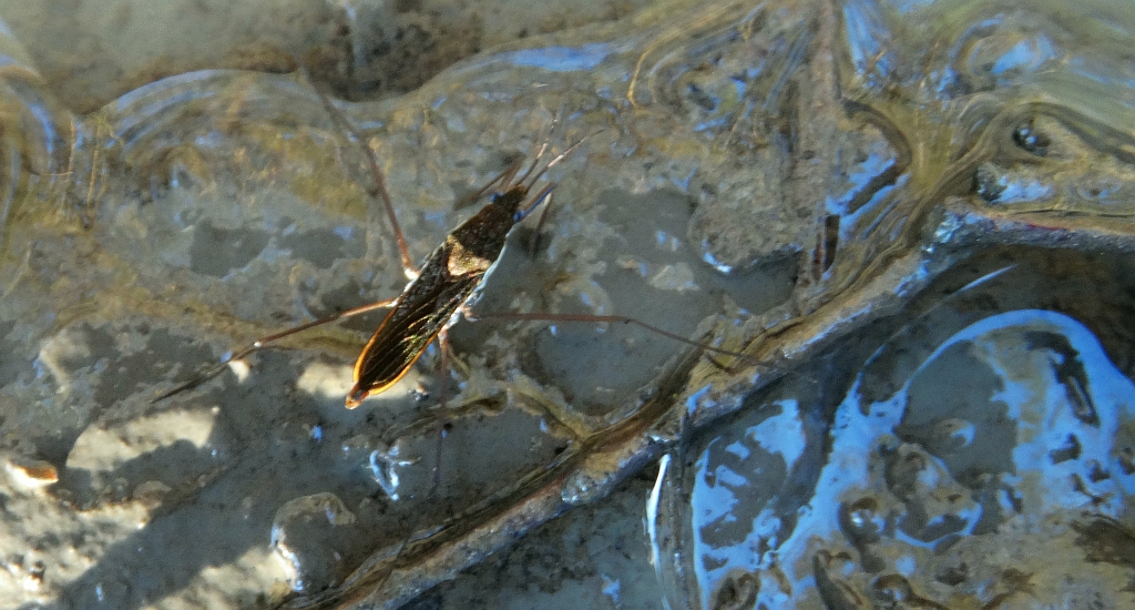 Nartnik duży (Gerris lacustris)