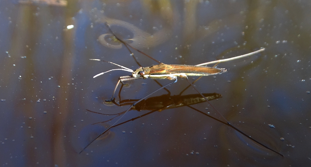 Nartnik duży (Gerris lacustris)