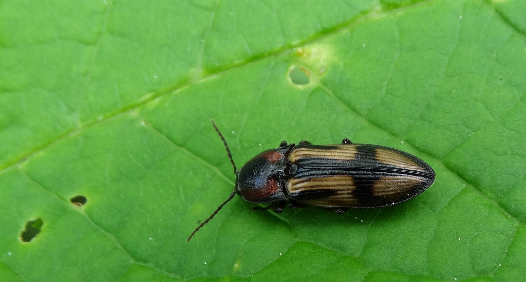 Ponęc krzyżownik (Selatosomus cruciatus)
